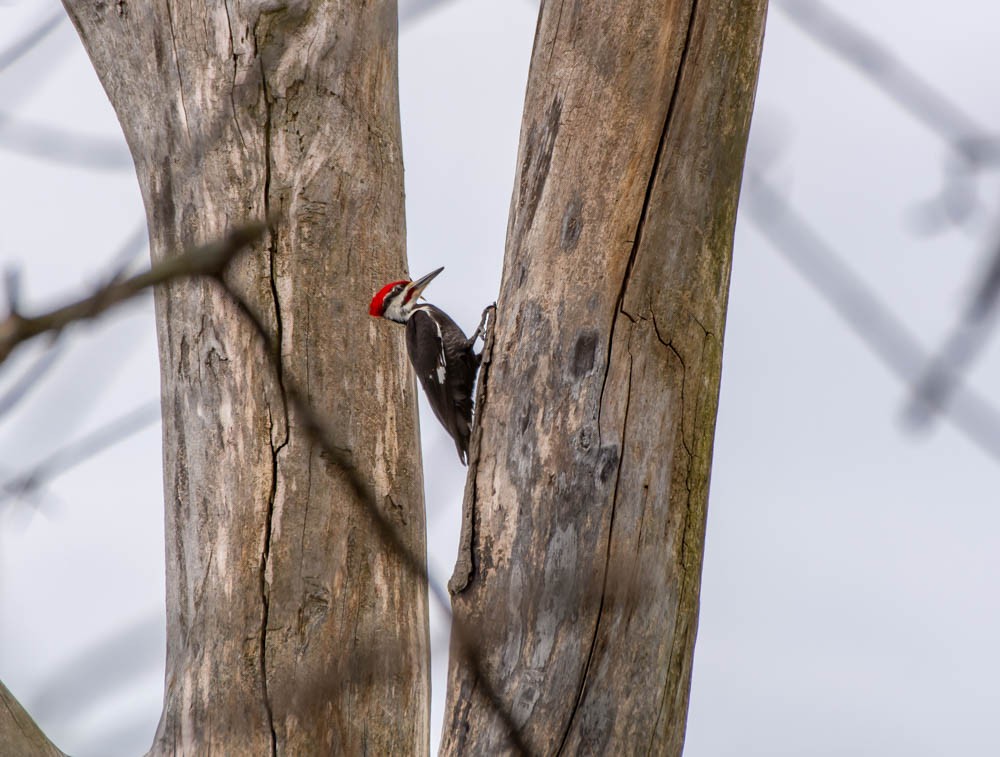 Pileated Woodpecker - Jim Lukancic