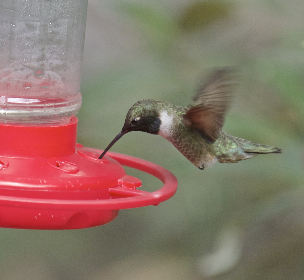 Black-chinned Hummingbird - James Taylor