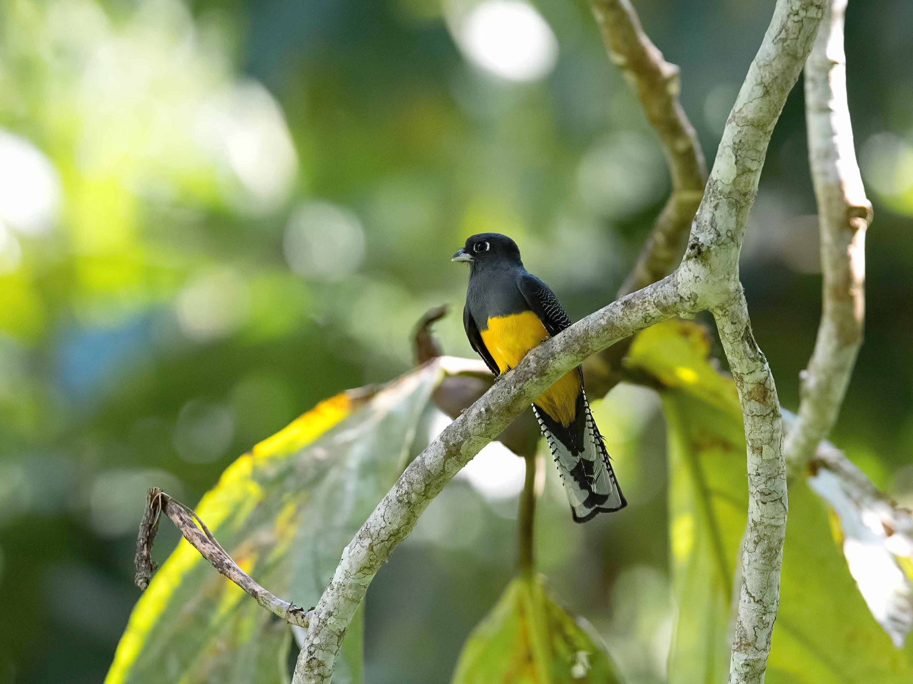 Amazonian Trogon - Shailesh Pinto