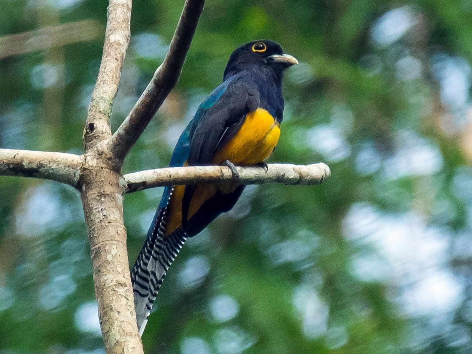 Amazonian Trogon - Phil Kahler