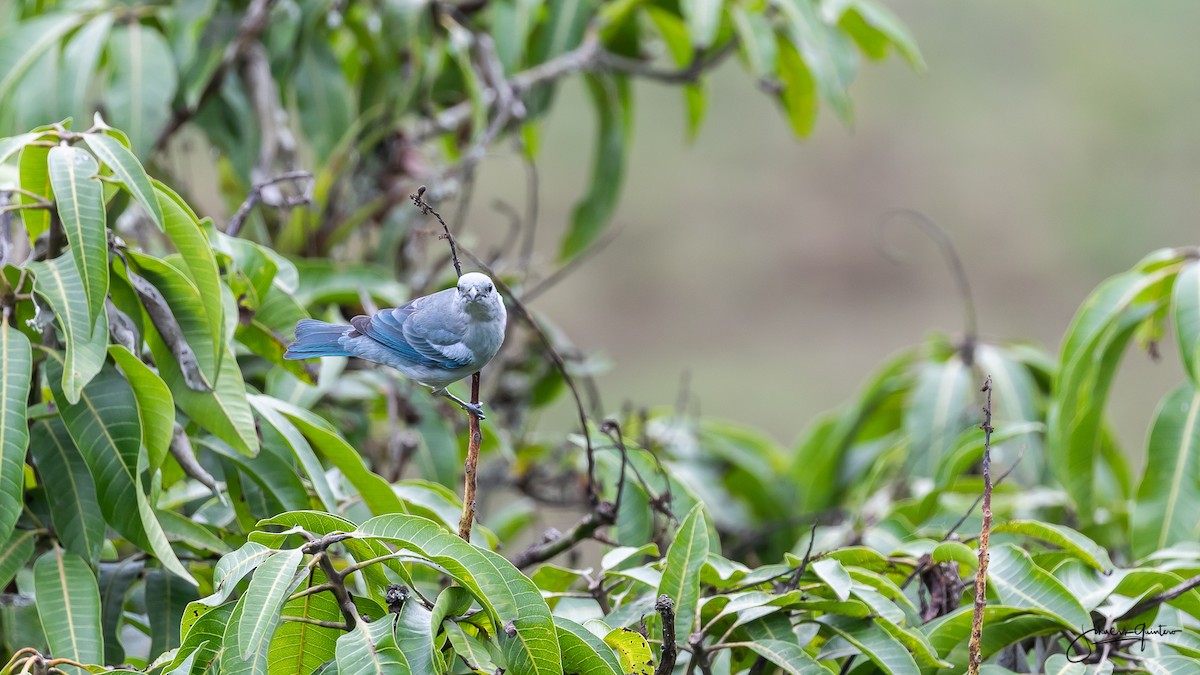 Blue-gray Tanager - ML152794901