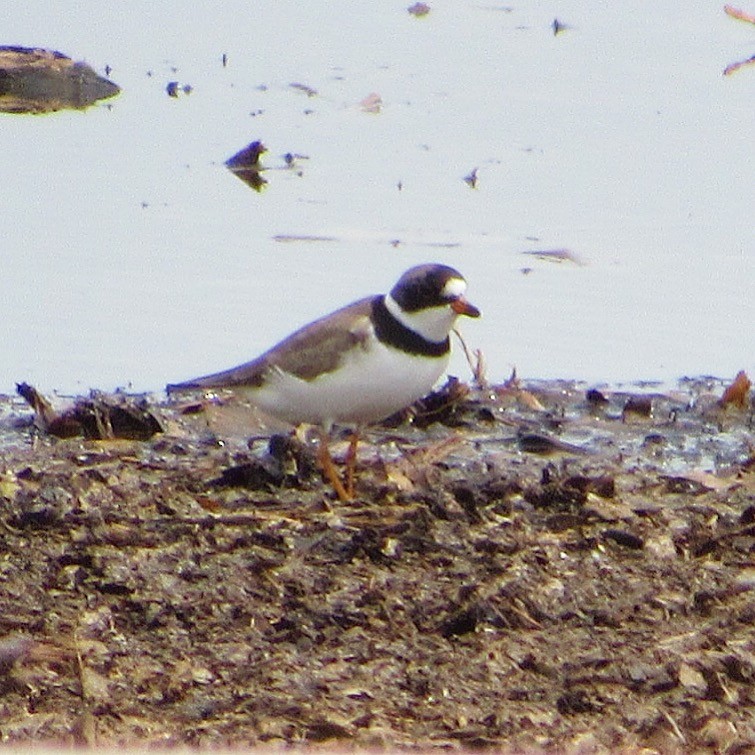 Semipalmated Plover - ML152795371