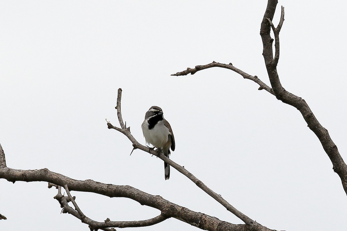 Black-throated Sparrow - ML152798101