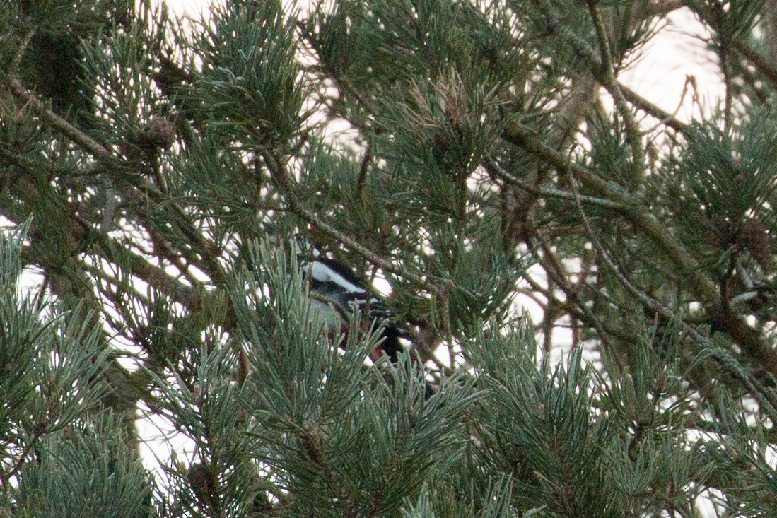 Great Spotted Woodpecker - ML152798411