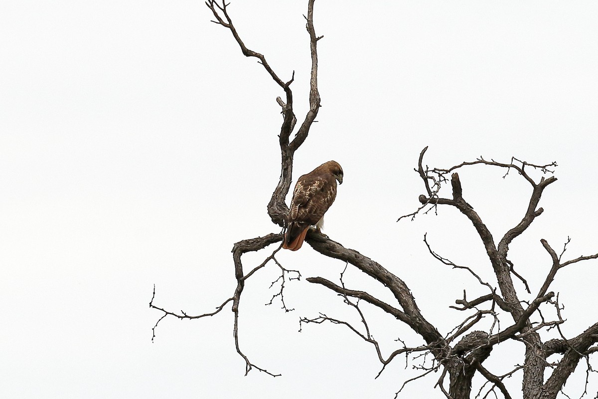 Red-tailed Hawk - ML152798741