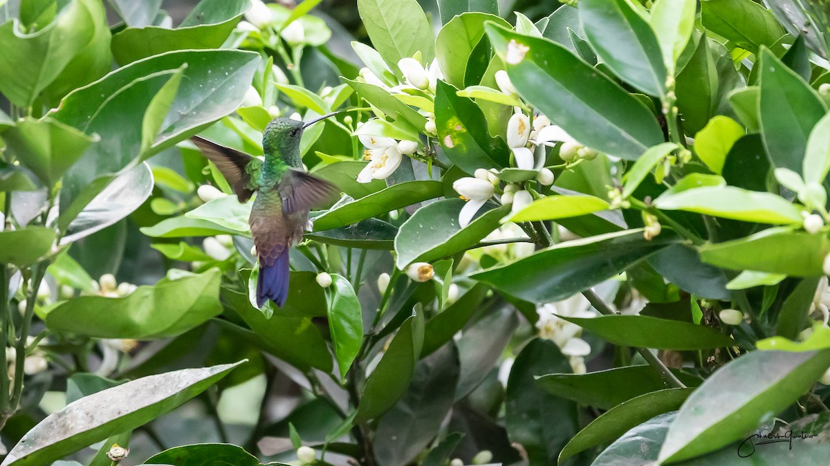 Steely-vented Hummingbird - John Erik Quintero Nova
