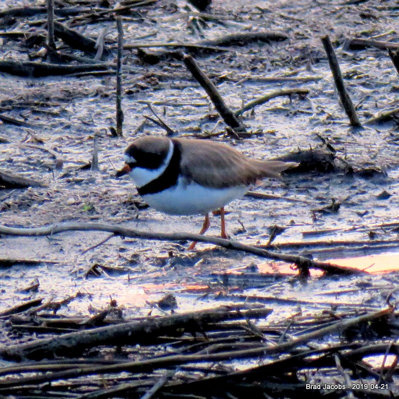 Semipalmated Plover - Brad Jacobs