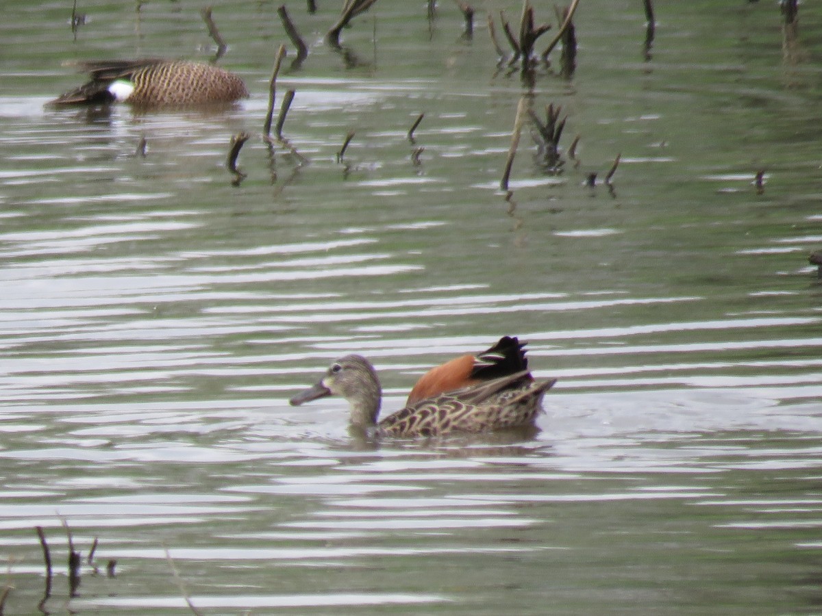 Blue-winged Teal - ML152800161