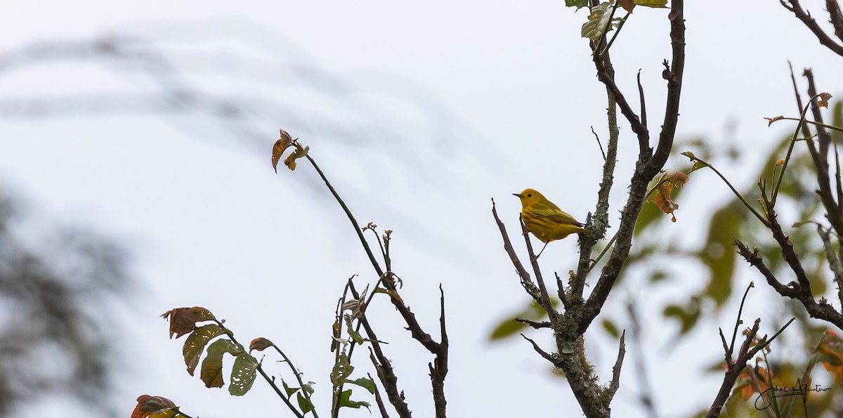 Yellow Warbler - ML152801641