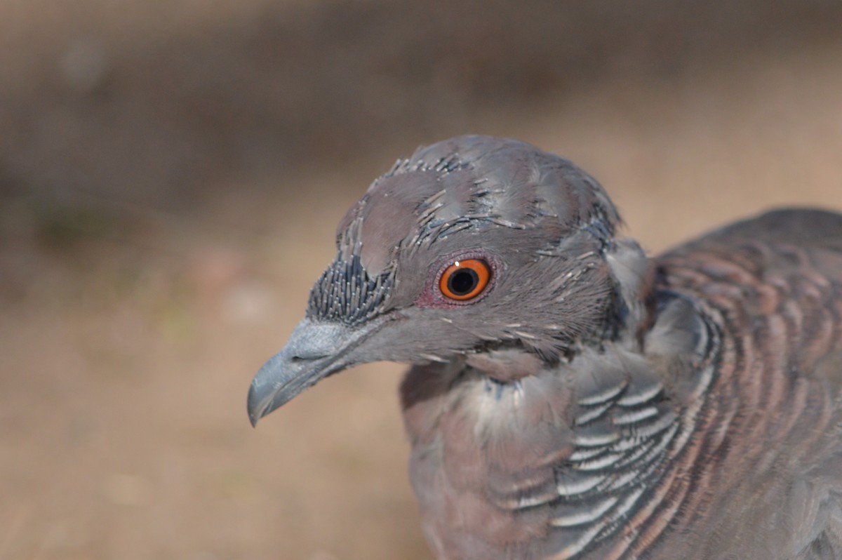 Picazuro Pigeon - silvia sokolovsky