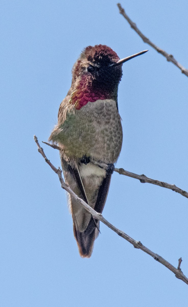 Anna's Hummingbird - ML152803861
