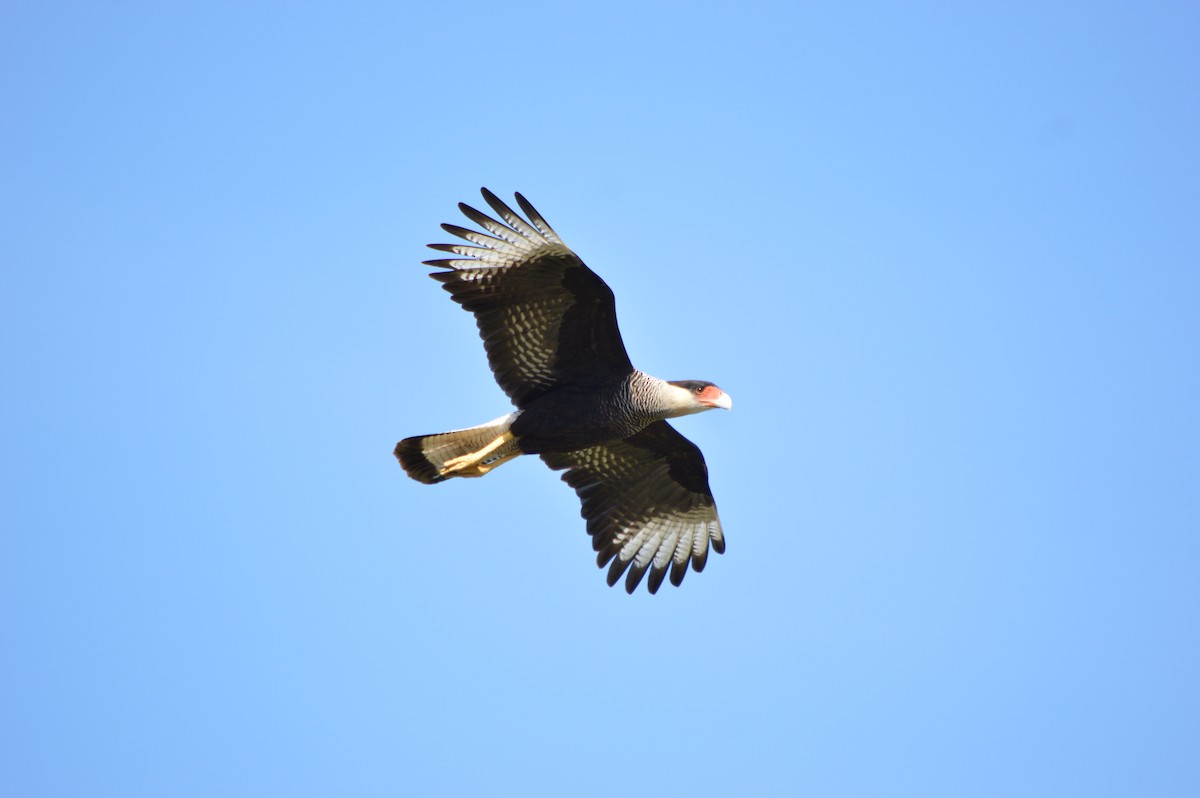 Crested Caracara (Southern) - ML152804251
