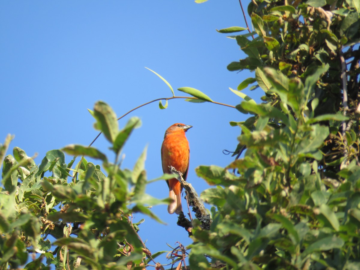 Hepatic Tanager - Aura Orozco (Mexihca-Aves Birding) 🦩