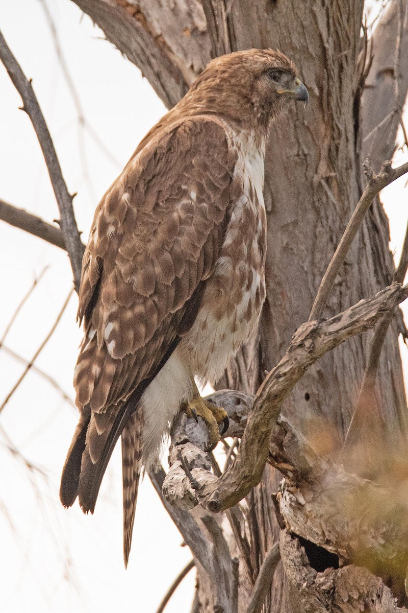 Red-tailed Hawk - ML152804421