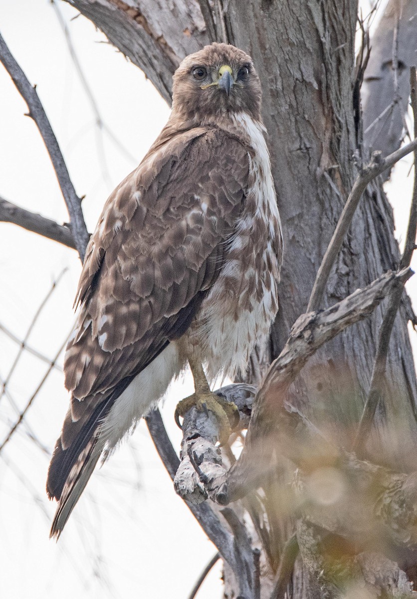 Red-tailed Hawk - ML152804431