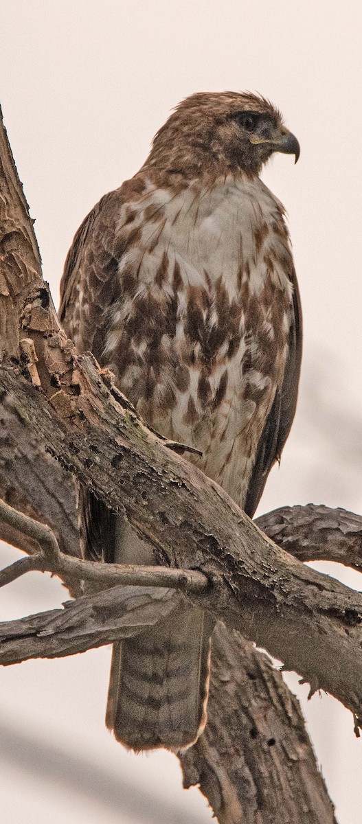 Red-tailed Hawk - ML152804441