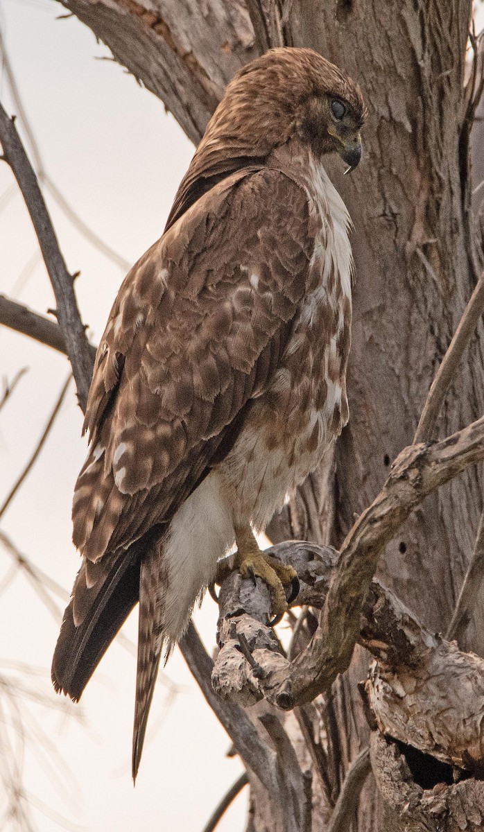 Red-tailed Hawk - ML152804451
