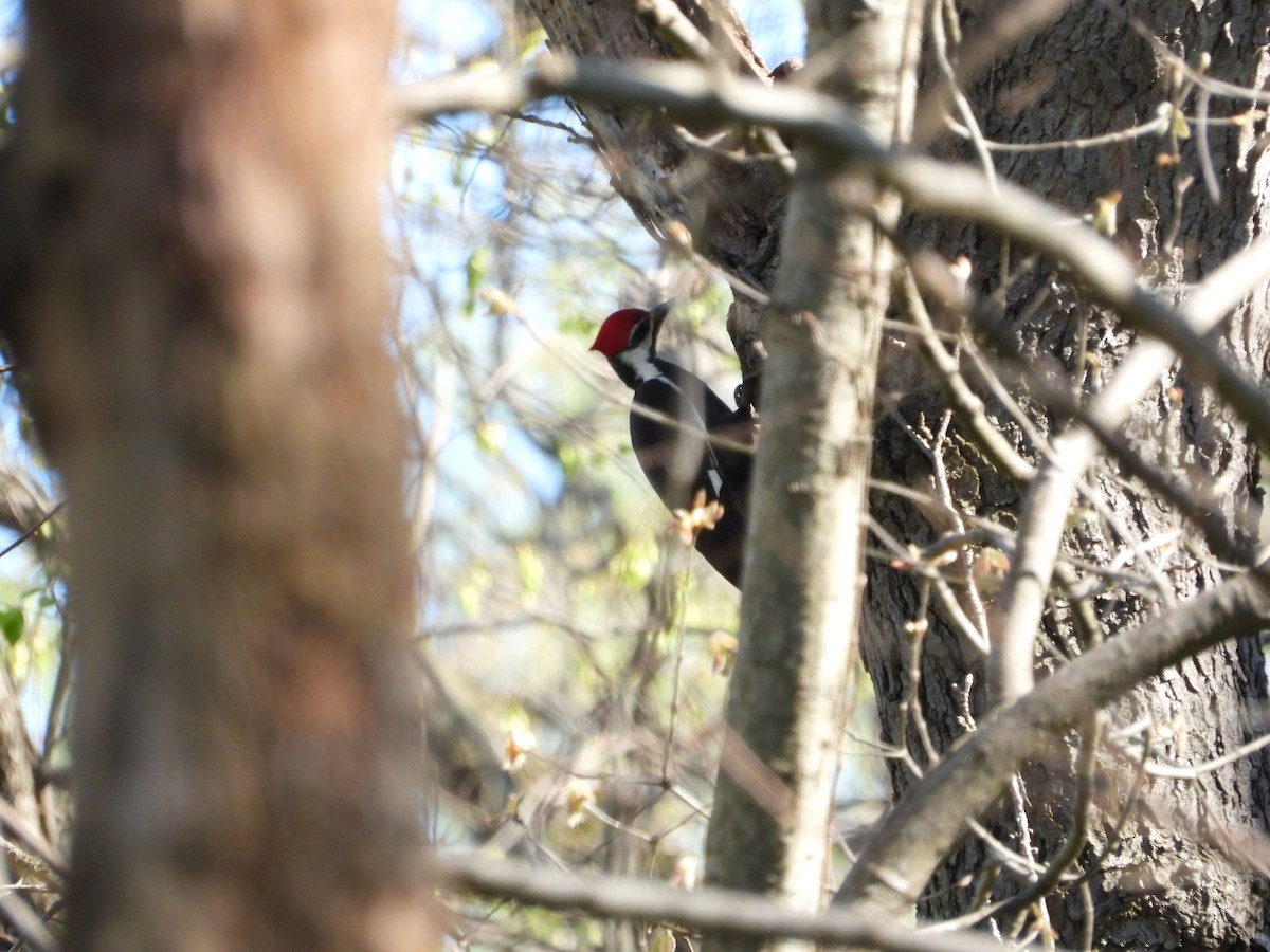 Pileated Woodpecker - Rick Luehrs