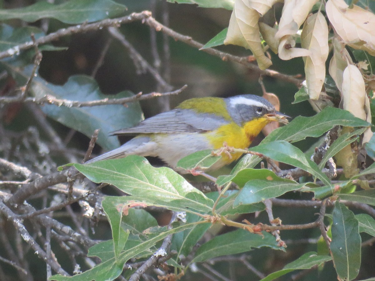 Crescent-chested Warbler - Aura Orozco (Mexihca-Aves Birding) 🦩