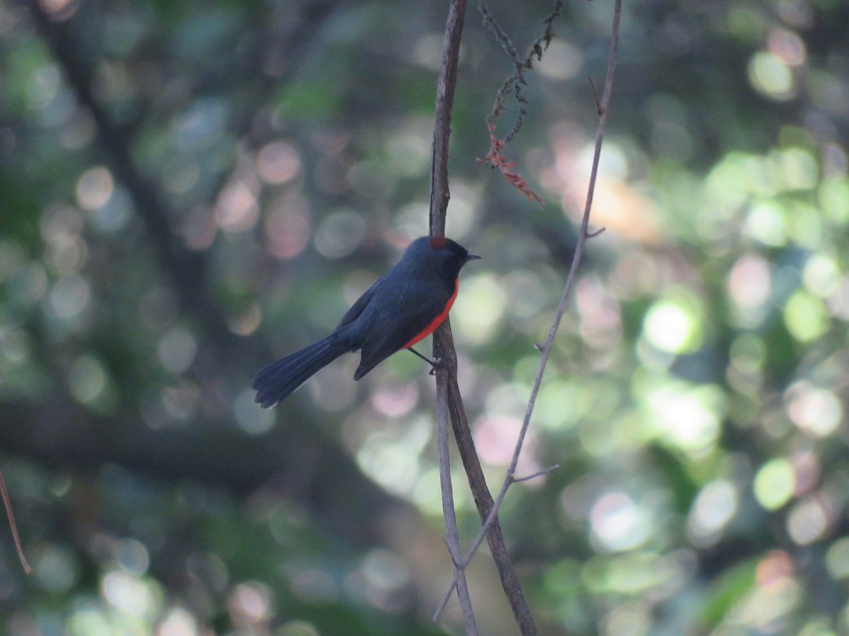 Slate-throated Redstart - Aura Orozco (Mexihca-Aves Birding) 🦩