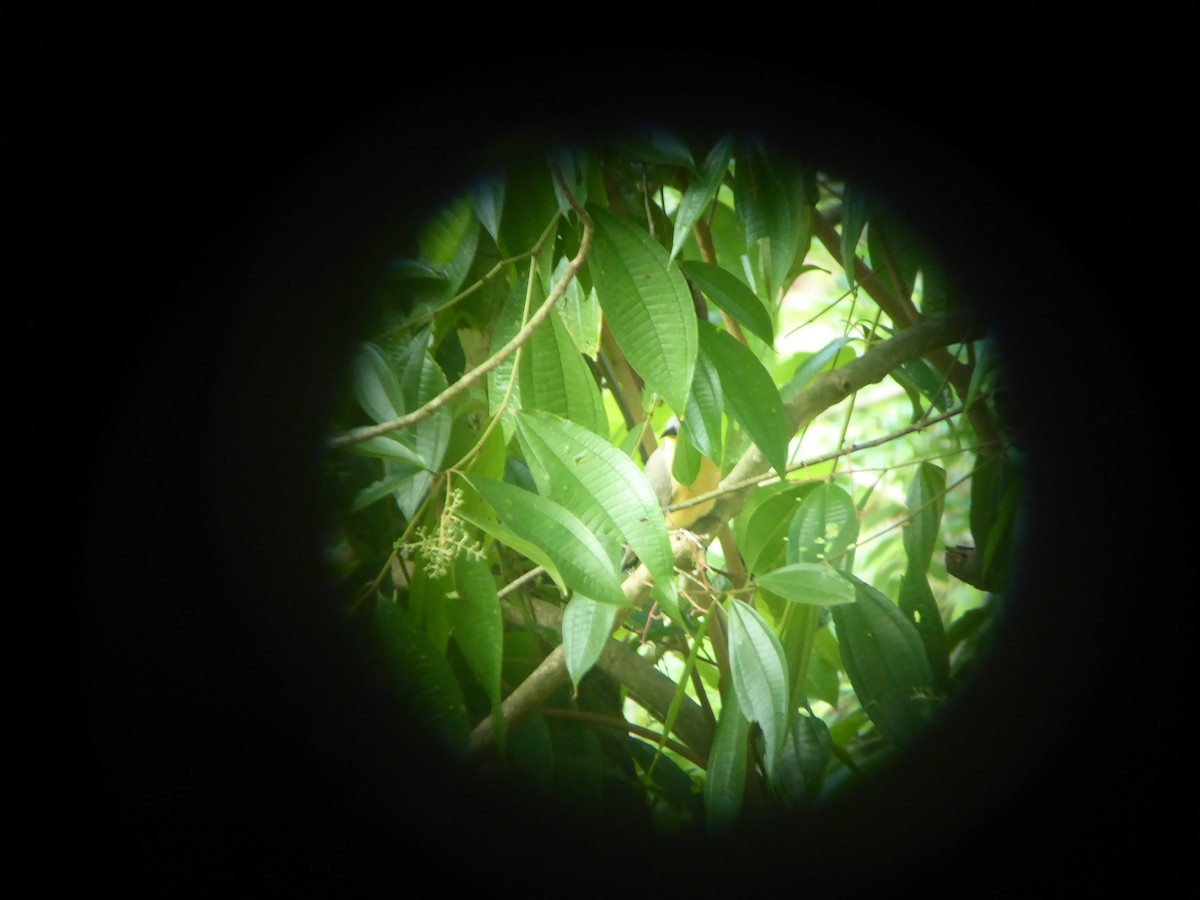 Mangrove Cuckoo - Zach Stickney