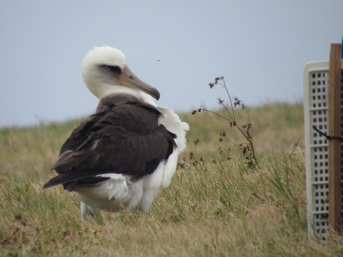 Laysan Albatross - Kellen Apuna
