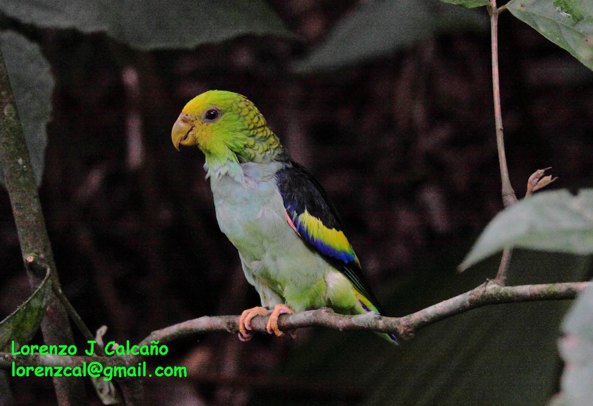 Lilac-tailed Parrotlet - ML152808791