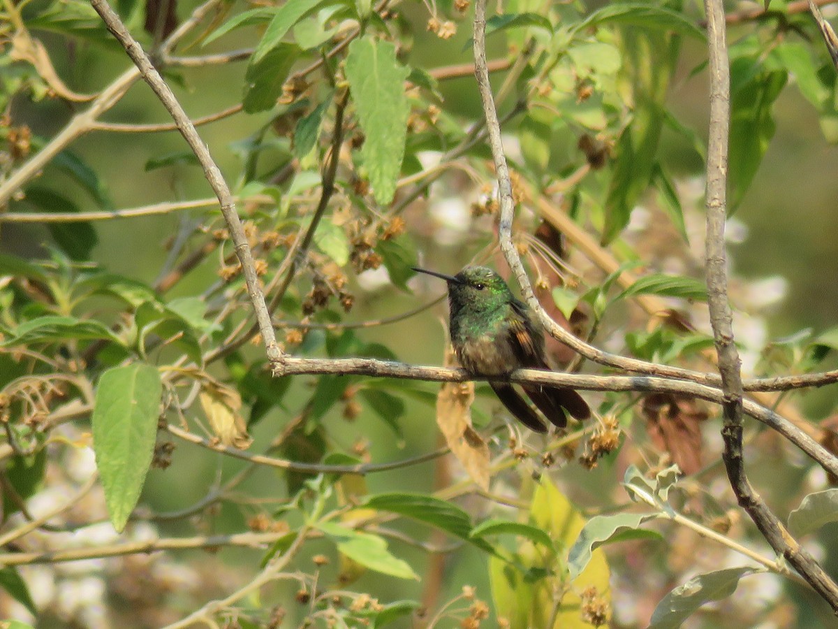 Berylline Hummingbird - Aura Orozco (Mexihca-Aves Birding) 🦩