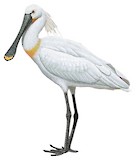 Eurasian Spoonbill Illustration