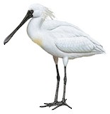 Black-faced Spoonbill Illustration