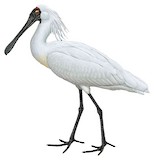 Royal Spoonbill Illustration