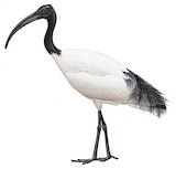 African Sacred Ibis Illustration