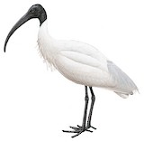 Black-headed Ibis Illustration