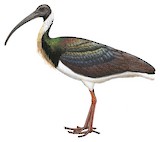 Straw-necked Ibis Illustration