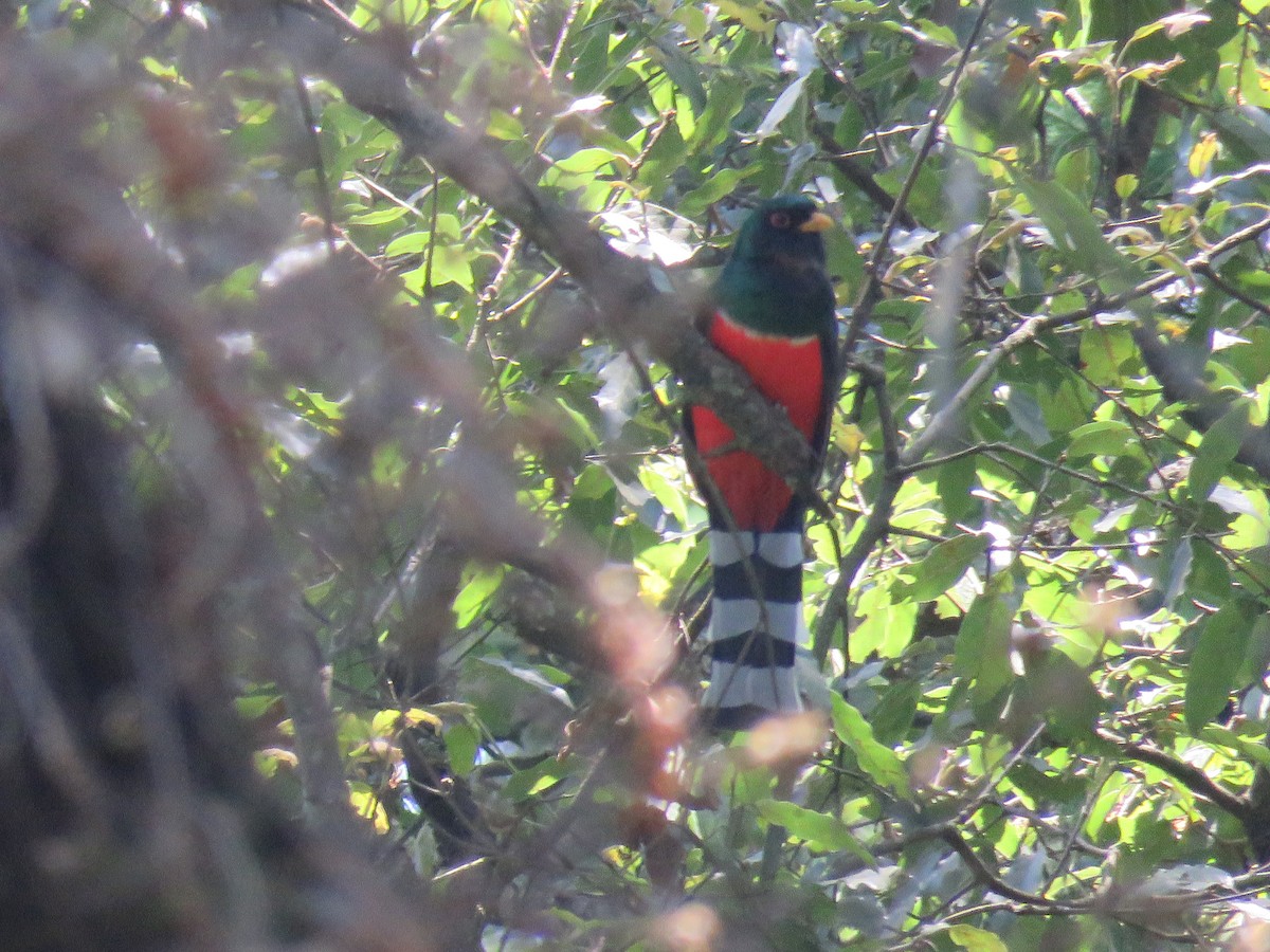 Mountain Trogon - Aura Orozco (Mexihca-Aves Birding) 🦩