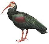 Southern Bald Ibis Illustration