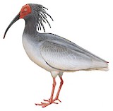 Crested Ibis Illustration