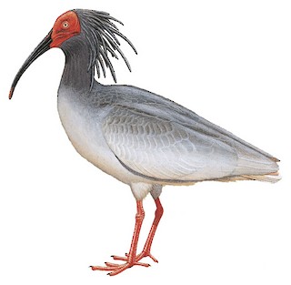 crested ibis