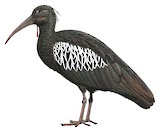 Wattled Ibis Illustration