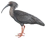 Plumbeous Ibis Illustration