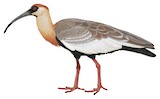 Buff-necked Ibis Illustration