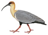 Andean Ibis Illustration