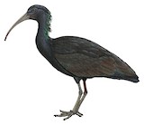 Green Ibis Illustration