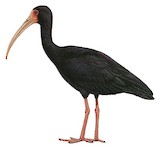 Bare-faced Ibis Illustration