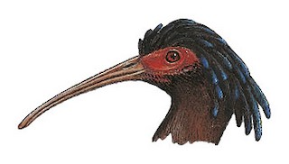 Lophotibis cristata urschi