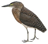 Forest Bittern Illustration