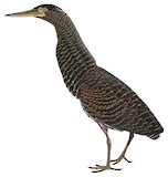 White-crested Tiger Heron Illustration