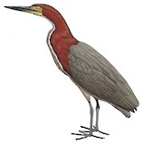 Rufescent Tiger Heron Illustration