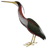 Agami Heron Illustration