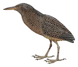 Zigzag Heron Illustration